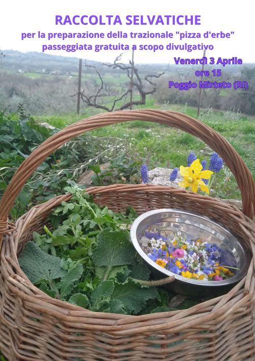 Raccolta erbe selvatichePoggio Mirteto - Castel San Pietro