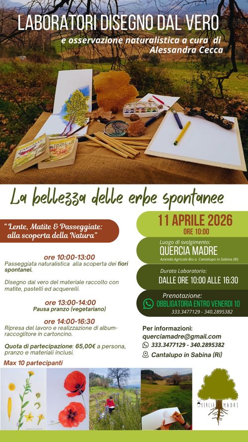 Le bellezze delle erbe spontanee